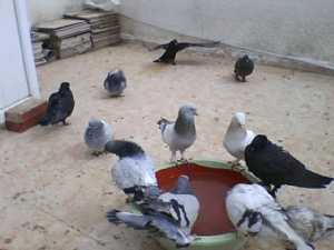 http://www.hayvanalimsatim.com/depo/aksisnet/_guvercin_temizligi_nasil_yapilir__whz.gif