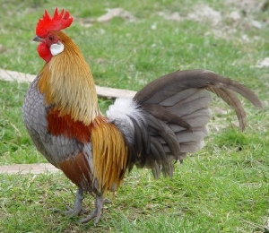 tavuk