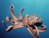  Ahtapot (Octopus) Hakk�nda K�sa Bilgi