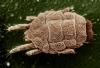 Akar (Mite) Resimleri