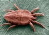 Akar (Mite) Resimleri