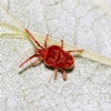 Akar (Mite) Resimleri