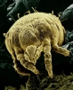 Akar (Mite) Resimleri