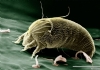 Akar (Mite) Resimleri
