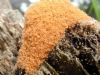 Akar (Mite) Resimleri