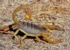 Akrep Resimleri