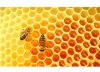  Arıların bal petekleri neden altıgendir?