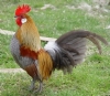 Asker marsi esliginde y�r�yen horoz