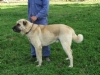 BOZ �OBAN K�PE�� (BERIVAN von BOZKENNEL) 