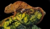 Bukalemun Resimleri