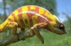 Bukalemun Resimleri