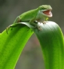 Bukalemun Resimleri