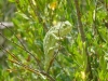 Bukalemun Resimleri