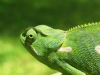Bukalemun Resimleri