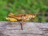 �ekirge Resimleri