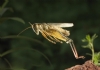 �ekirge Resimleri