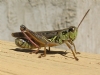 �ekirge Resimleri