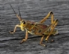 �ekirge Resimleri