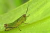 �ekirge Resimleri