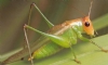 �ekirge Resimleri