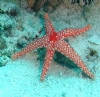  Denizy�ld�z� (Asteroidea) Hakk�nda K�sa Bilgi