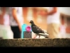 Elektro-pop grubu G�vercin Videosu (Dansette Junior - Paranoid)