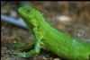 Iguana Hakk�nda K�sa Bilgi