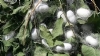 �pek B�ce�i Resimleri