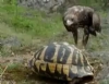 Kaplumba�a Resimleri