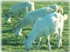 Ke�i Yeti�tiricili�i Resimleri