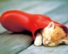 Kedi Hakk�nda K�sa Bilgi
