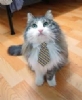Kedi Resimleri