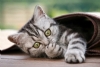Kedi Resimleri