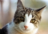 Kedi Resimleri