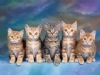 Kedi Resimleri