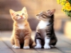 Kedi Resimleri