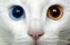 Kedi Resimleri
