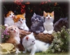Kedi Resimleri