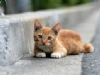 Kedi Resimleri