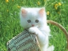 Kedi Resimleri