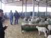 Koyun Yeti�tiricili�i Resimleri