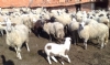 Koyun Yeti�tiricili�i Resimleri