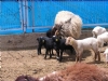 Koyun Yeti�tiricili�i Resimleri
