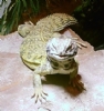 Uromastyx Resimleri
