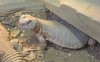 Uromastyx Resimleri