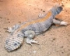 Uromastyx Resimleri