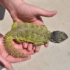 Uromastyx Resimleri