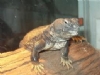 Uromastyx Resimleri