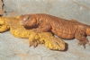 Uromastyx Resimleri