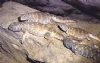 Uromastyx Resimleri